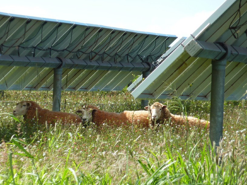 solar teknoloji - Paneller altında otlayan koyunlar